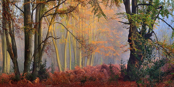 zielone drzewo liściaste, przyroda, krajobraz, jesień, mgła, las, kolorowe, krzewy, zachód słońca, drzewa, Tapety HD