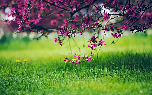 розовый лепестковый цветок, одуванчик, вишня в цвету, трава, природа, макро, HD обои HD wallpaper