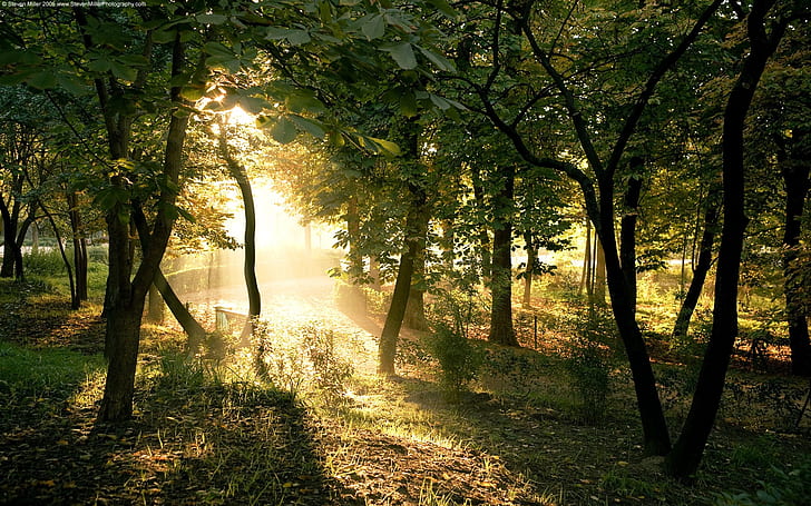 Зачарованный лес Зачарованный лес Природа Леса HD Искусство, Свет, Деревья, Лес, ОЧАРОВАНО, HD обои