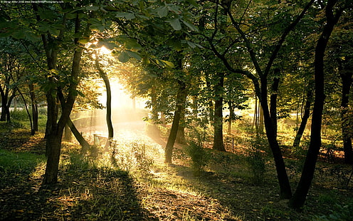 مسحور غابة مسحور غابات طبيعة غابات HD فن ، ضوء ، أشجار ، غابة ، ساحر، خلفية HD HD wallpaper