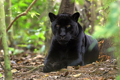 black panther, panther, grass, leaves, lie, predator, HD wallpaper HD wallpaper