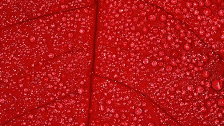 eau rosée sur les feuilles rouges, fleurs, macro, nature, gouttes d’eau, plantes, Fond d'écran HD