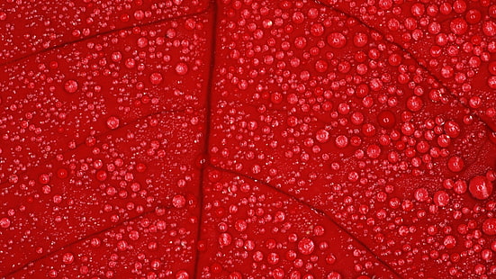 eau rosée sur les feuilles rouges, fleurs, macro, nature, gouttes d’eau, plantes, Fond d'écran HD HD wallpaper