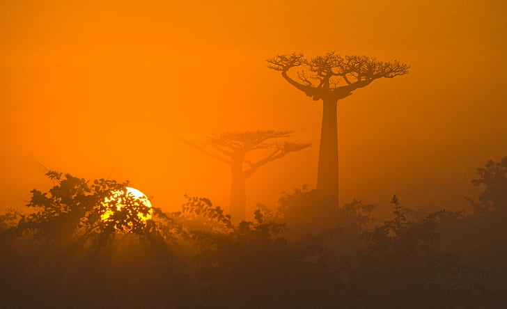 Arbol del baobab, Fondo de pantalla HD