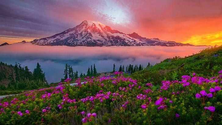 Bergslandskap Vårsolnedgång Snöig ängblommor Mount Rainier National Park Washington U S Hd Bakgrund för skrivbord 1920 × 1080, HD tapet