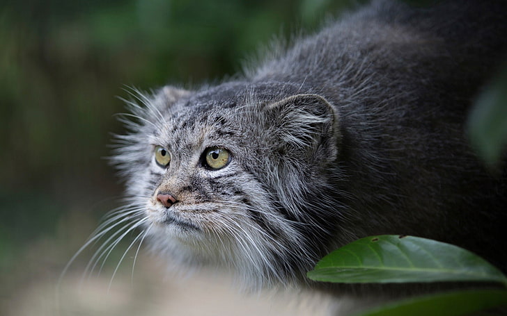 แมว Pallas's Cat, Wildcat, วอลล์เปเปอร์ HD