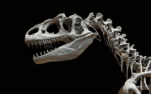 esqueleto de dinossauro, Animal, Dinossauro, Ossos, Extintos, Fósseis, Velho, HD papel de parede HD wallpaper