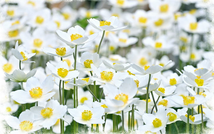 *** Tiny White Flowers ***, natura, biale, kwiaty, drobne, природа и пейзажи, HD обои