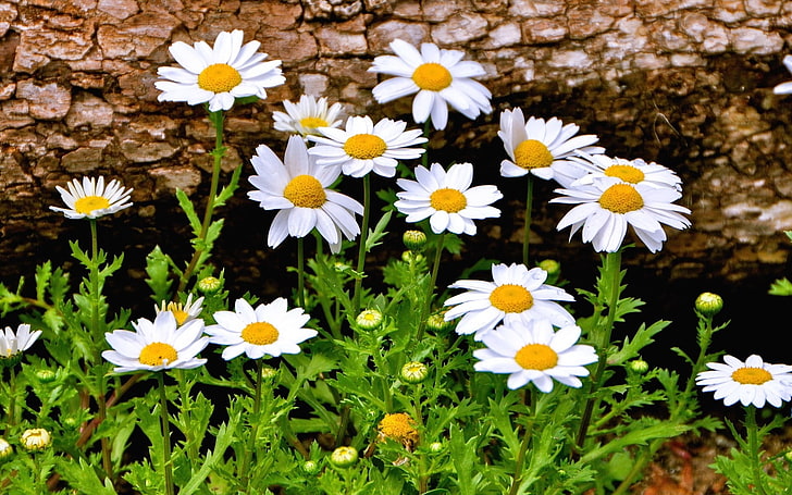 white-and-yellow petaled flowers, flowers, background, widescreen, Wallpaper, chamomile, Daisy, beautiful, full screen, HD wallpapers, fullscreen, HD wallpaper