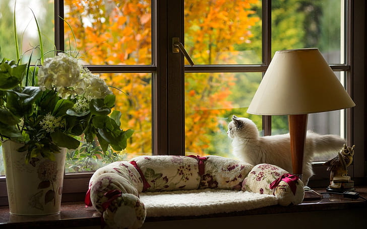 lâmpada, a vista da janela, no peitoril da janela, gato branco, HD papel de parede