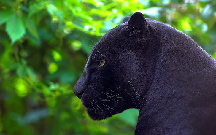 panther hitam, predator, Panther, Jaguar, profil, Wallpaper HD