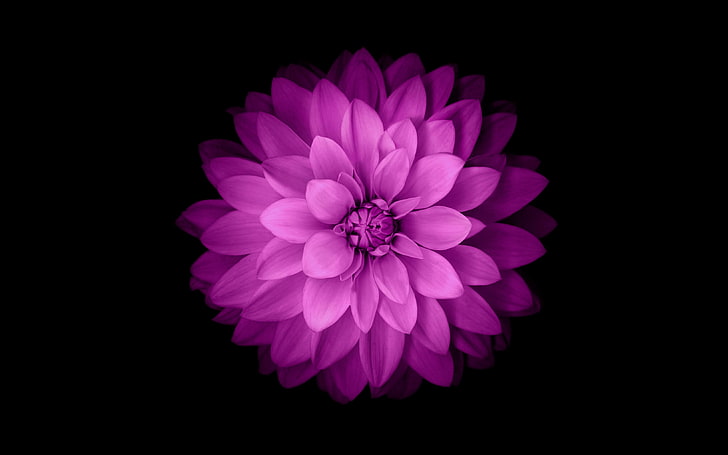 보라색 꽃잎 꽃, 꽃, 미니멀리즘, 간단한 배경, HD 배경 화면