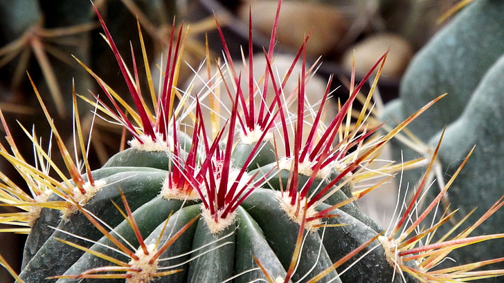 green and red cactus, cactus, flower, thorns, HD wallpaper