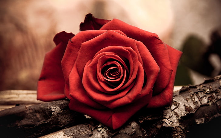 red rose, rose, flower, petal, red, HD wallpaper