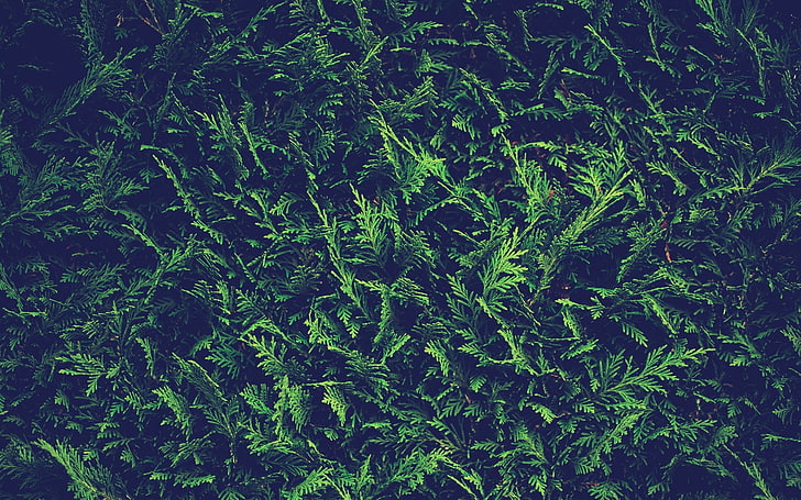 зелена папрат, растения, HD тапет