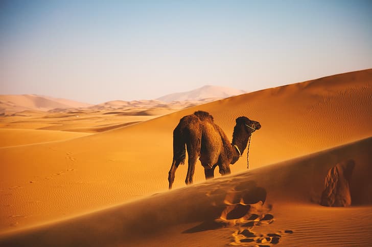desert, landscape, sand, dunes, nature, outdoors, far view, camels, footprints, sky, HD wallpaper