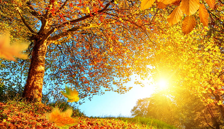 autumn, forest, leaves, the sun, trees, branches, yellow, the edge, gold, HD wallpaper