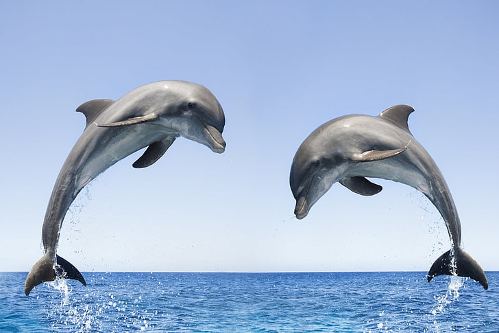 fundo bonito imagem golfinho, HD papel de parede
