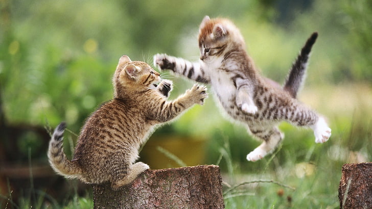 two brown tabby kittens, cat, blurred, animals, kittens, HD wallpaper
