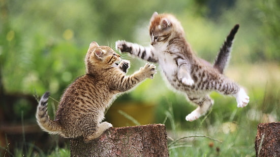 due gattini tabby marroni, gatto, sfocato, animali, gattini, Sfondo HD HD wallpaper