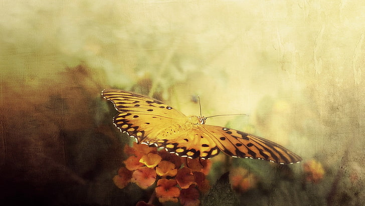orange and black monarch butterfly, butterfly, flowers, white, wings, HD wallpaper