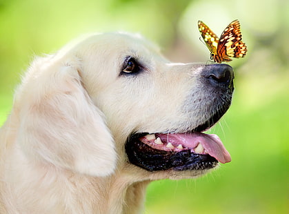 Labrador retriever amarillo, perro, hocico, mariposa, lengua fuera, primavera, verano, Fondo de pantalla HD HD wallpaper