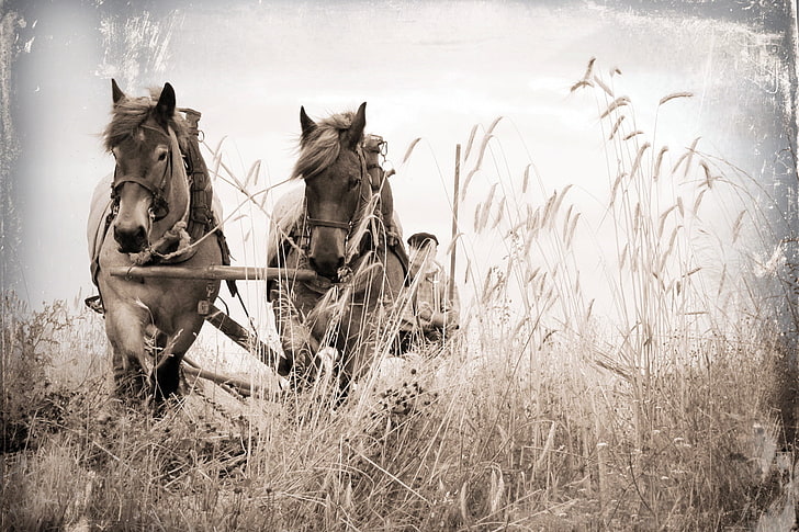 two brown horses, field, style, background, horses, wagon, HD wallpaper