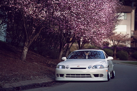 vit bil, bil, vit, träd, gata, Japan, Sakura, tuning, Lexus, hellaflash, sc 400, HD tapet HD wallpaper
