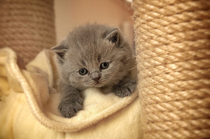 gray kitten, kitten, face, eyes, sadness, HD wallpaper