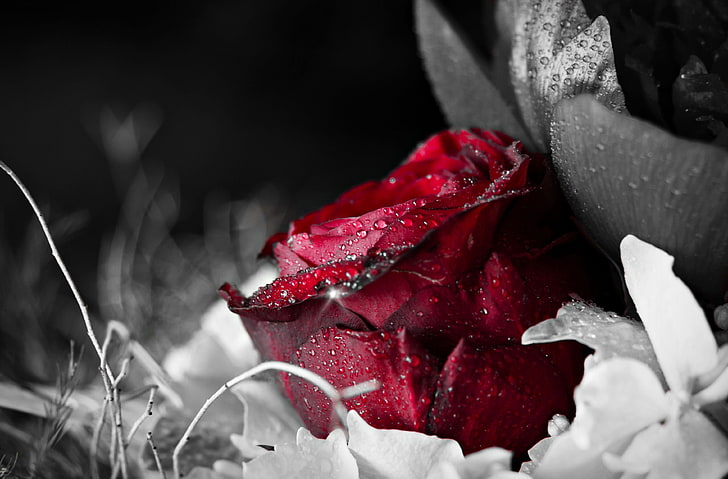 flor rosa roja, agua, flores, rosa, fondo, papel tapiz, negro, rosa, soltar, rojo, pantalla panorámica, pantalla completa, fondos de pantalla HD, flor, Fondo de pantalla HD