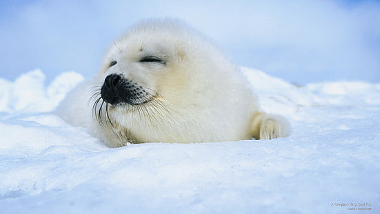 Um filhote de foca dormindo, animais, HD papel de parede HD wallpaper