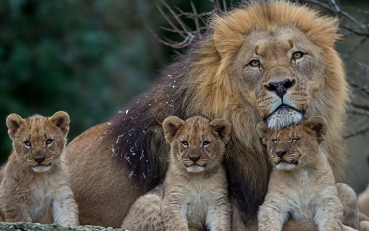 Leão com filhotes de leão, leão marrom, leão, filhotes, HD papel de parede