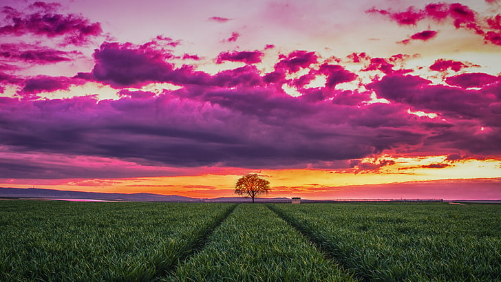 einsamer Baum auf Rasen unter lila Nimbus Wolken digitale Tapete, Sonnenuntergang, Feld, Gras, Himmel, Wolken, 4k, HD-Hintergrundbild