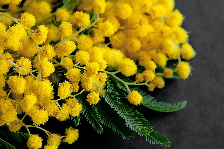 yellow petaled flower, bouquet, spring, March 8, Mimosa, all the girls, HD wallpaper