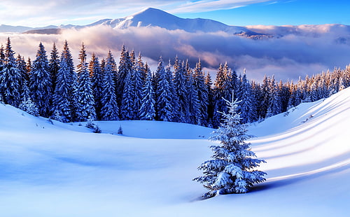 Kış sezonu, dağlar, beyaz çam ağaçları, mevsim, kış, güzel, peyzaj, beyaz, sahne, ağaçlar, dağ, sahne, orman, sis, çam, orman, kar, sezon, bulutlar, tatil, iğne yapraklı, keşfetmek, pitoresk, HD masaüstü duvar kağıdı HD wallpaper