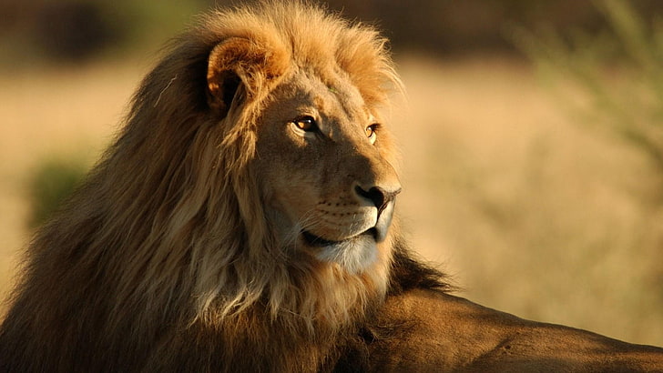 животное лев, лев, грива, большая кошка, взгляд, царь зверей, хищник, HD обои