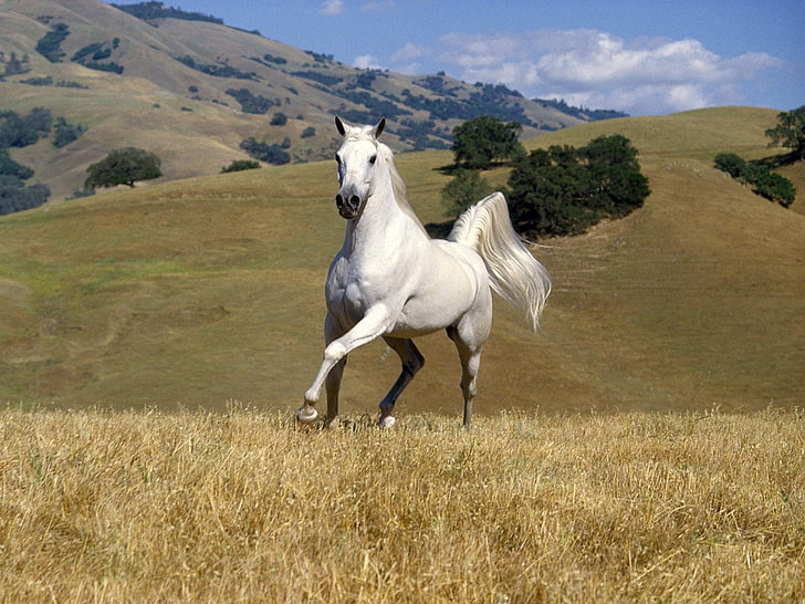 White wild horse, white horse, Animals, Horse, wild, HD wallpaper
