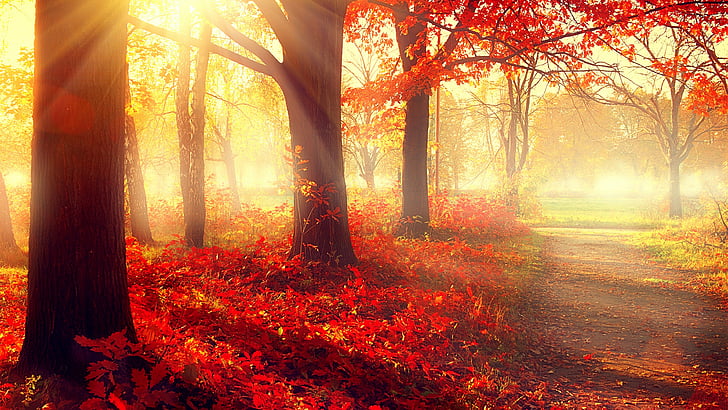червени листни горски дървета през деня, парк, 5k, 4k тапет, есен, красиво, листа, дървета, HD тапет