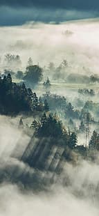 숲, 산림 개간, HD 배경 화면 HD wallpaper