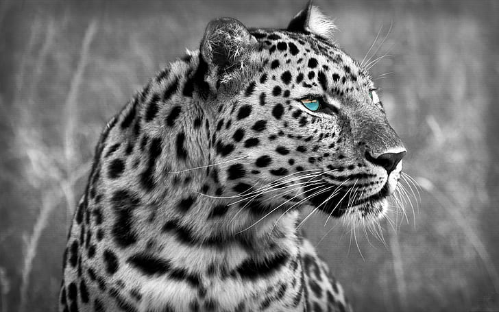 Colorsplash Leopard HD、ヒョウ、動物、ヒョウ、カラースプラッシュのグレースケール写真、 HDデスクトップの壁紙