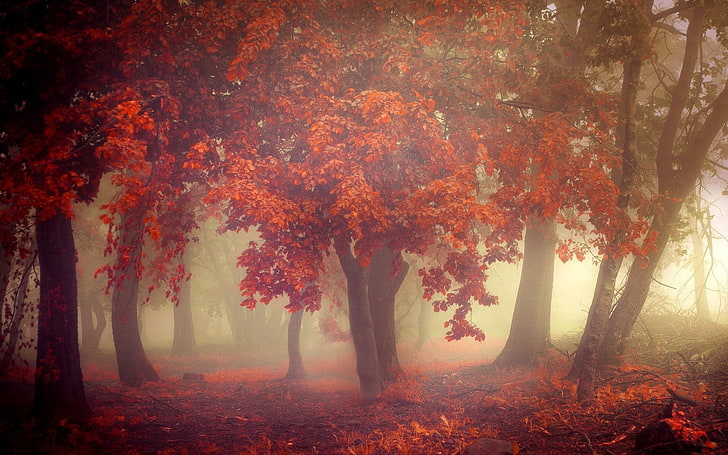 красные лиственные деревья, фото кленового леса, природа, пейзаж, осень, туман, деревья, утро, листья, апельсин, лес, HD обои