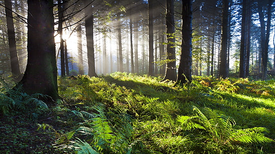 floresta, floresta, luz solar, raio de sol, manhã, samambaia, árvores, natureza verde, HD papel de parede HD wallpaper