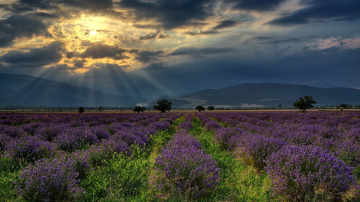 natura krajobraz wzgórze bułgaria pole lawenda kwiaty drzewa chmury promienie słoneczne, Tapety HD