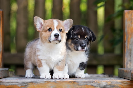 Dogs, Puppy, Baby Animal, Corgi, Dog, Pet, HD wallpaper HD wallpaper