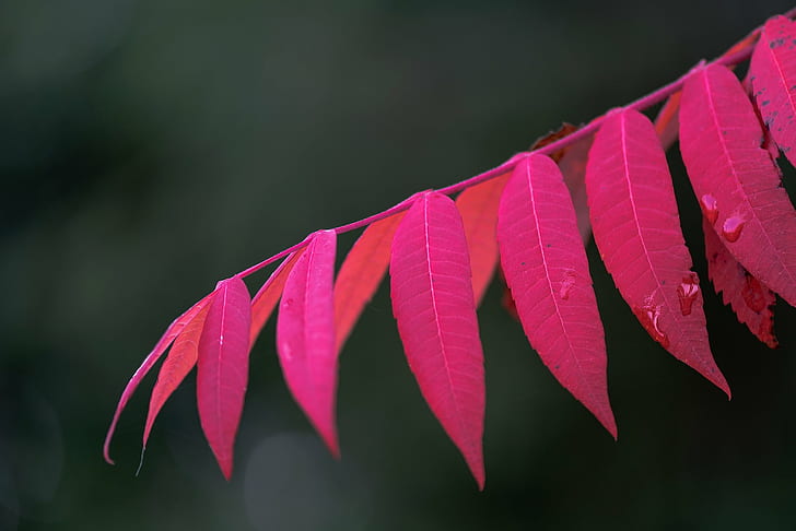 closeup photo of red leaf plant, Macro, du, closeup, photo, red leaf, plant, couleur, leaf, nature, autumn, tree, forest, season, outdoors, close-up, branch, red, HD wallpaper