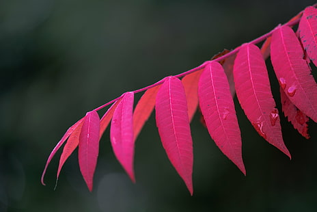 närbild foto av röda blad växt, makro, du, närbild, foto, röda blad, växt, couleur, blad, natur, höst, träd, skog, säsong, utomhus, närbild, gren, röd, HD tapet HD wallpaper