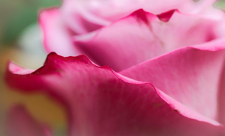 ピンクのバラ、バラ、花びら、ピンクのバラ、ピンクのバラ、自然、植物、ピンク色、花びら、花、クローズアップ、花頭、植物学、自然の美しさ、葉、 HDデスクトップの壁紙
