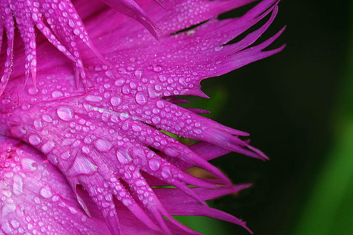 pink Dianthus flower in bloom with dew drops macro photo, Magenta, Dream, pink, Dianthus, flower, in bloom, dew, drops, macro, photo, water, droplets, bokeh, lexington  kentucky, arboretum, top, f25, nature, plant, close-up, petal, flower Head, botany, HD wallpaper