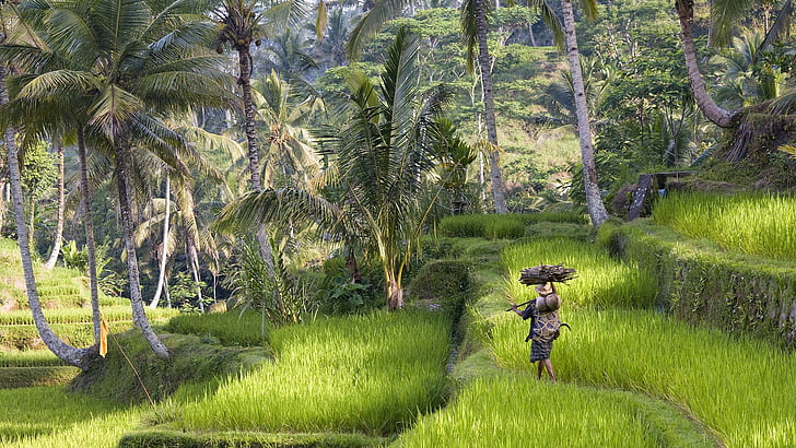 bali, indonesia, nature, trees, HD wallpaper