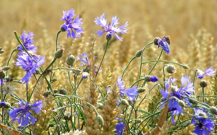 Champ de blé, fleurs bleues, bleuets, été, fleur pétale pourpre, blé, champ, bleu, fleurs, bleuets, été, Fond d'écran HD